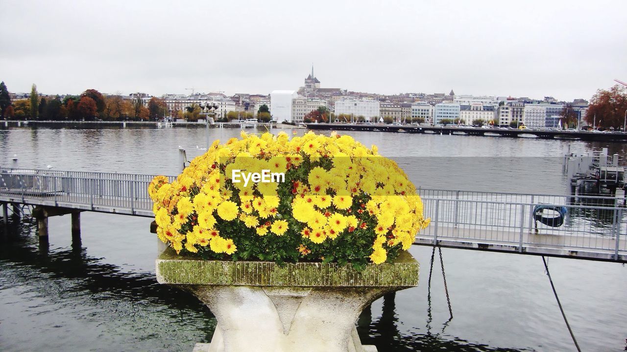 Yellow flowers blooming by bridge over river in city