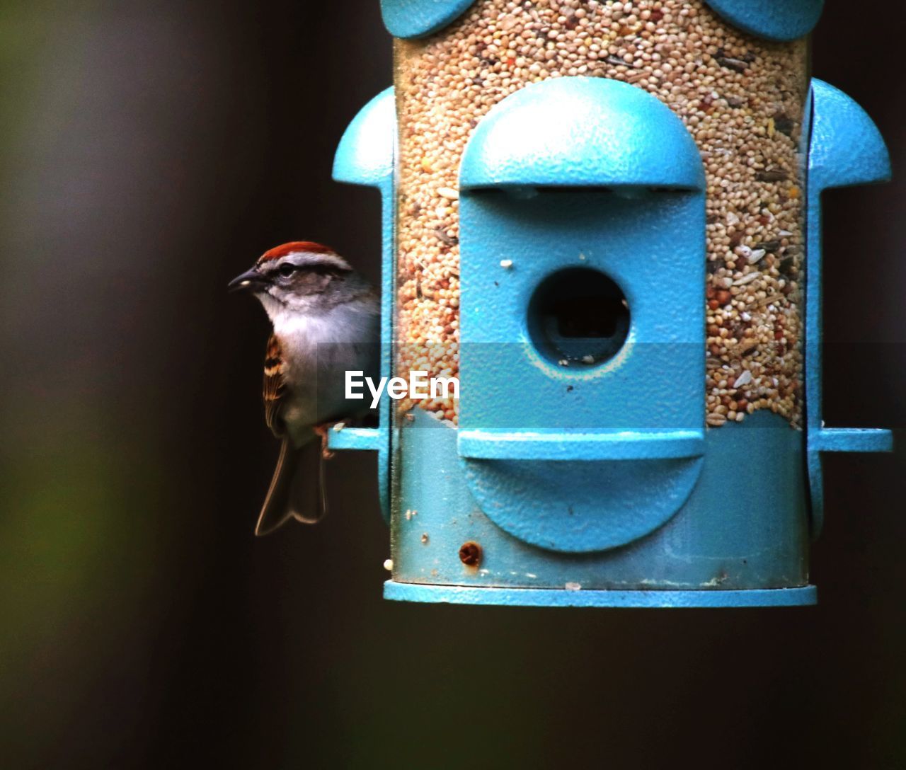 CLOSE-UP OF BIRDS PERCHING ON FEEDER