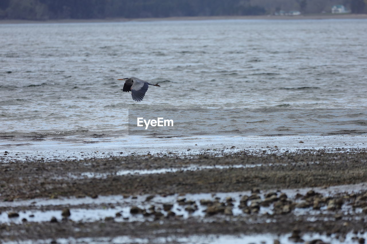 animal themes, animal, wildlife, animal wildlife, water, bird, one animal, sea, flying, shore, nature, no people, day, land, beauty in nature, coast, outdoors, beach, winter, motion, spread wings, scenics - nature, wave, ocean, snow, selective focus, environment, animal body part, tranquility