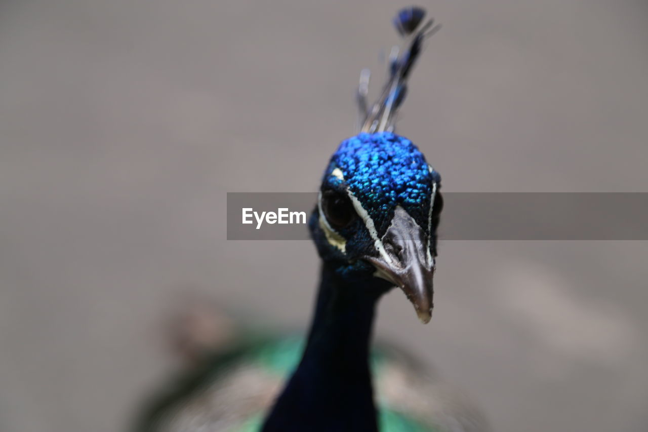 Close-up of peacock