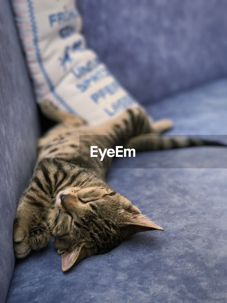 HIGH ANGLE VIEW OF TABBY CAT SLEEPING ON BED