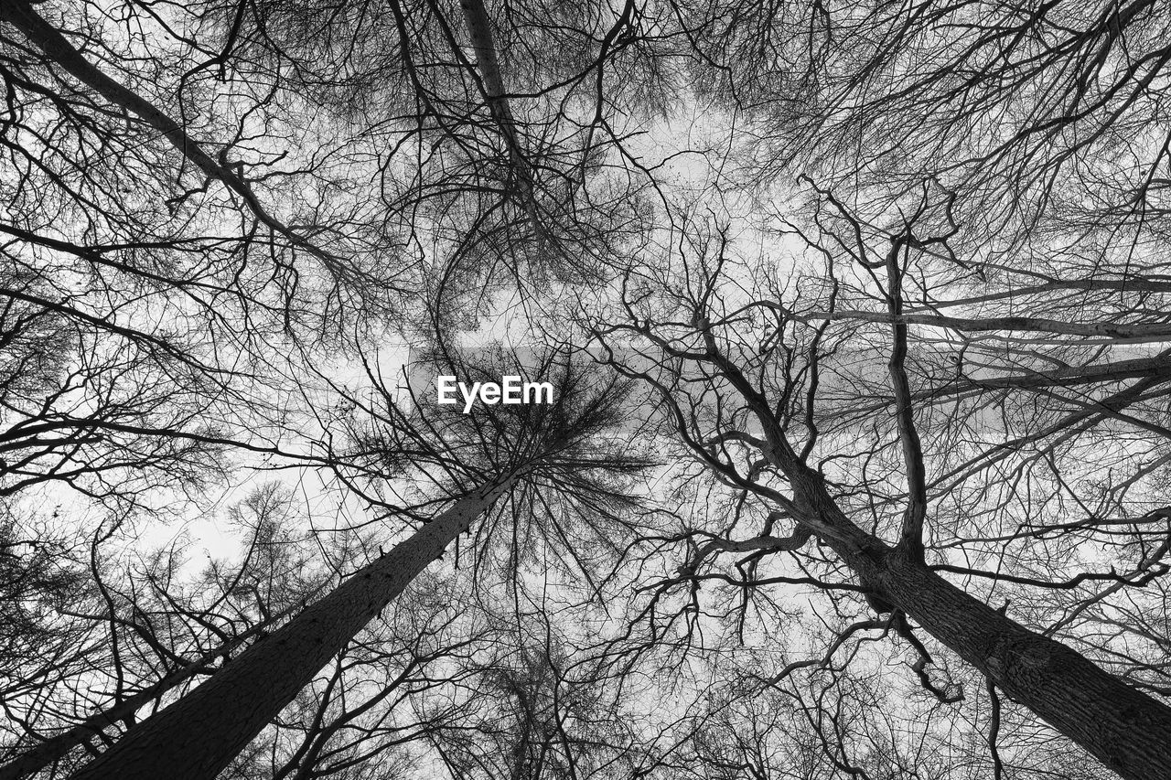 Low angle view of silhouette bare trees against sky