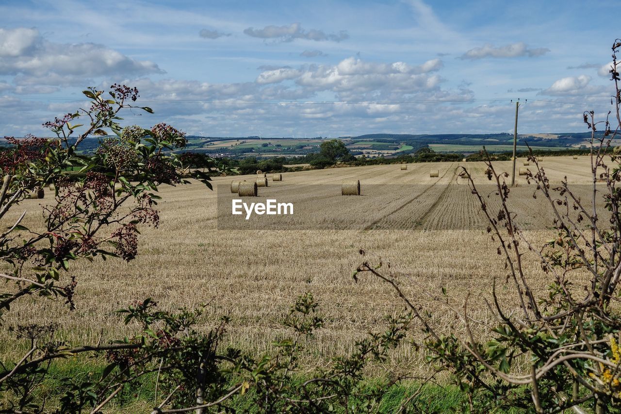 Scenic view of field against sky