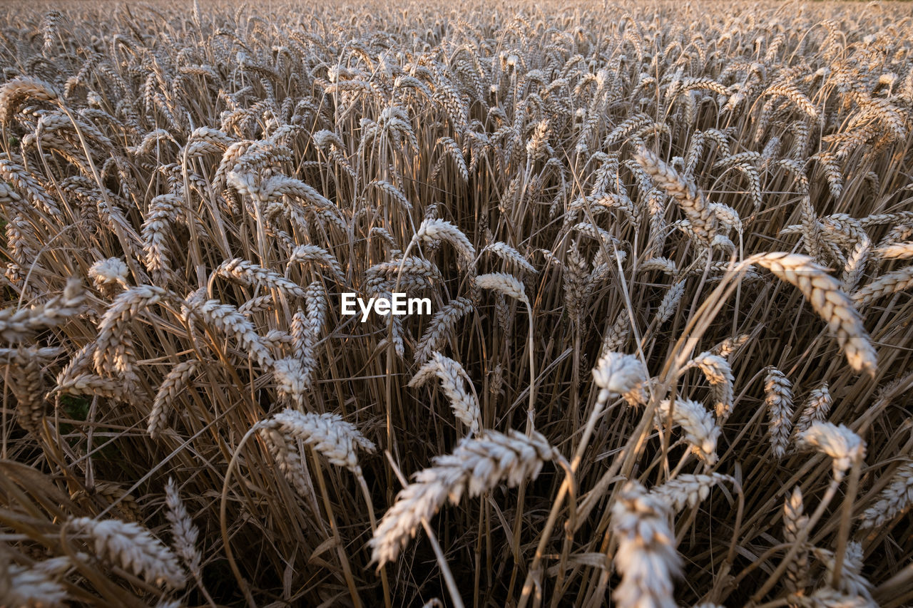 CLOSE-UP OF WHEAT GROWING IN FIELD