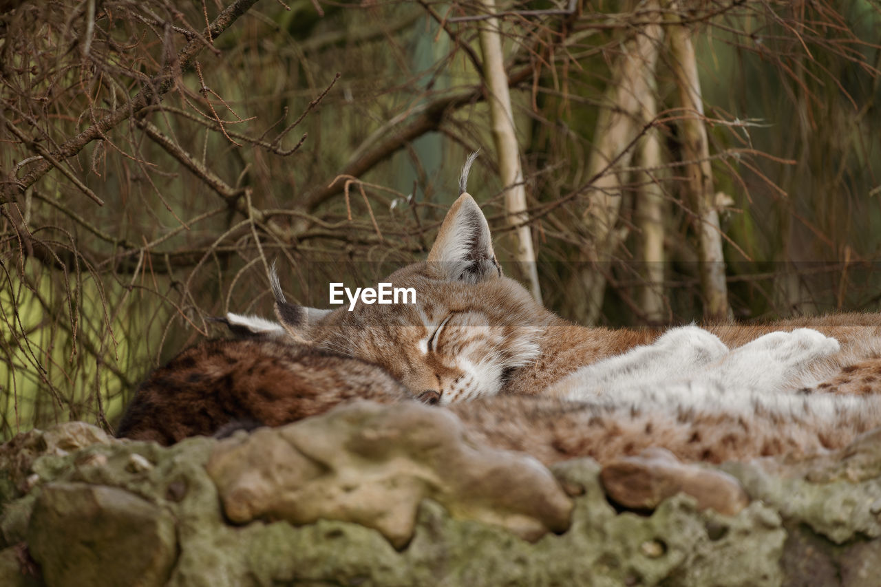 close-up of cat looking away