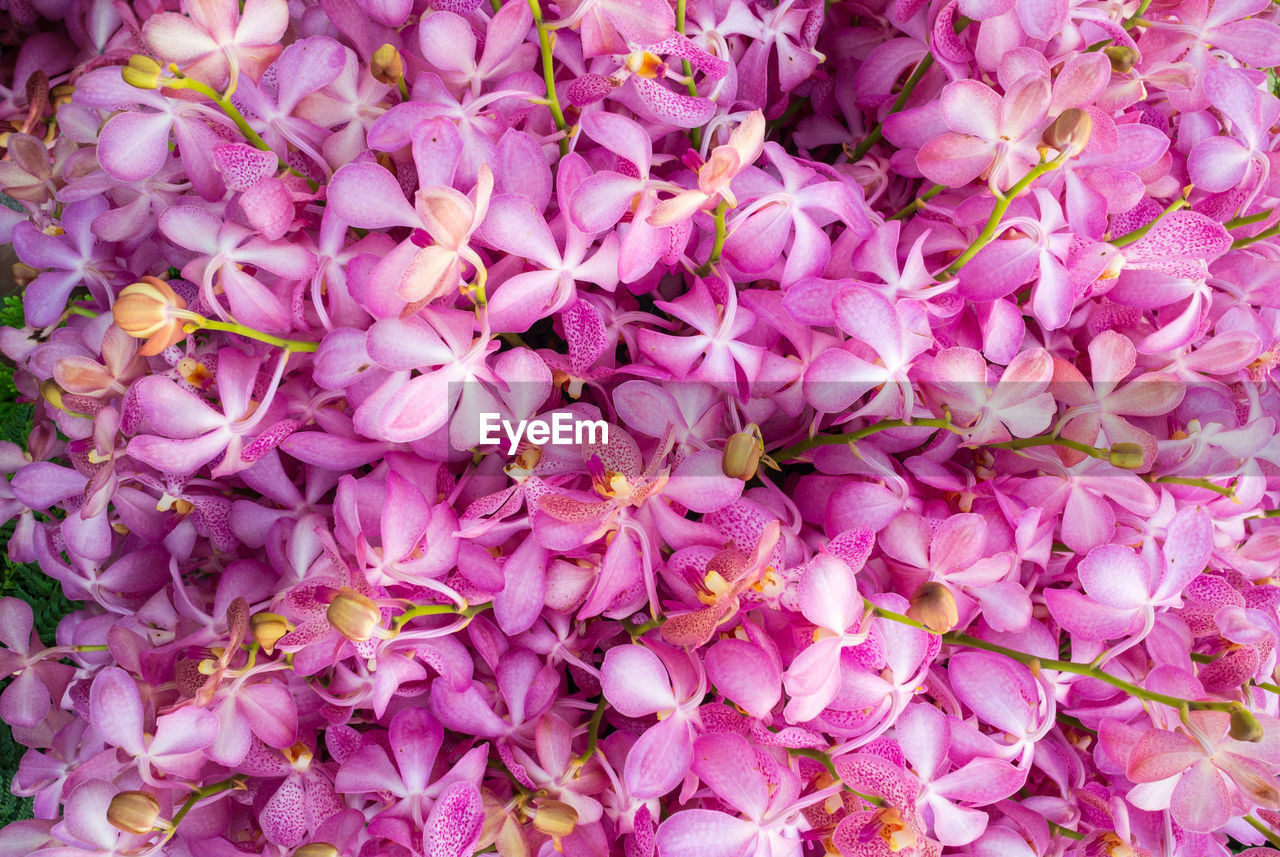Full frame shot of purple flowers