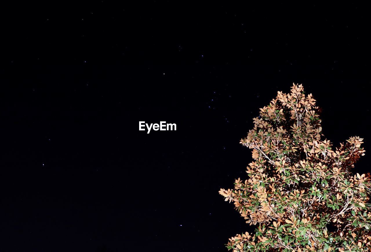 LOW ANGLE VIEW OF TREE AGAINST SKY