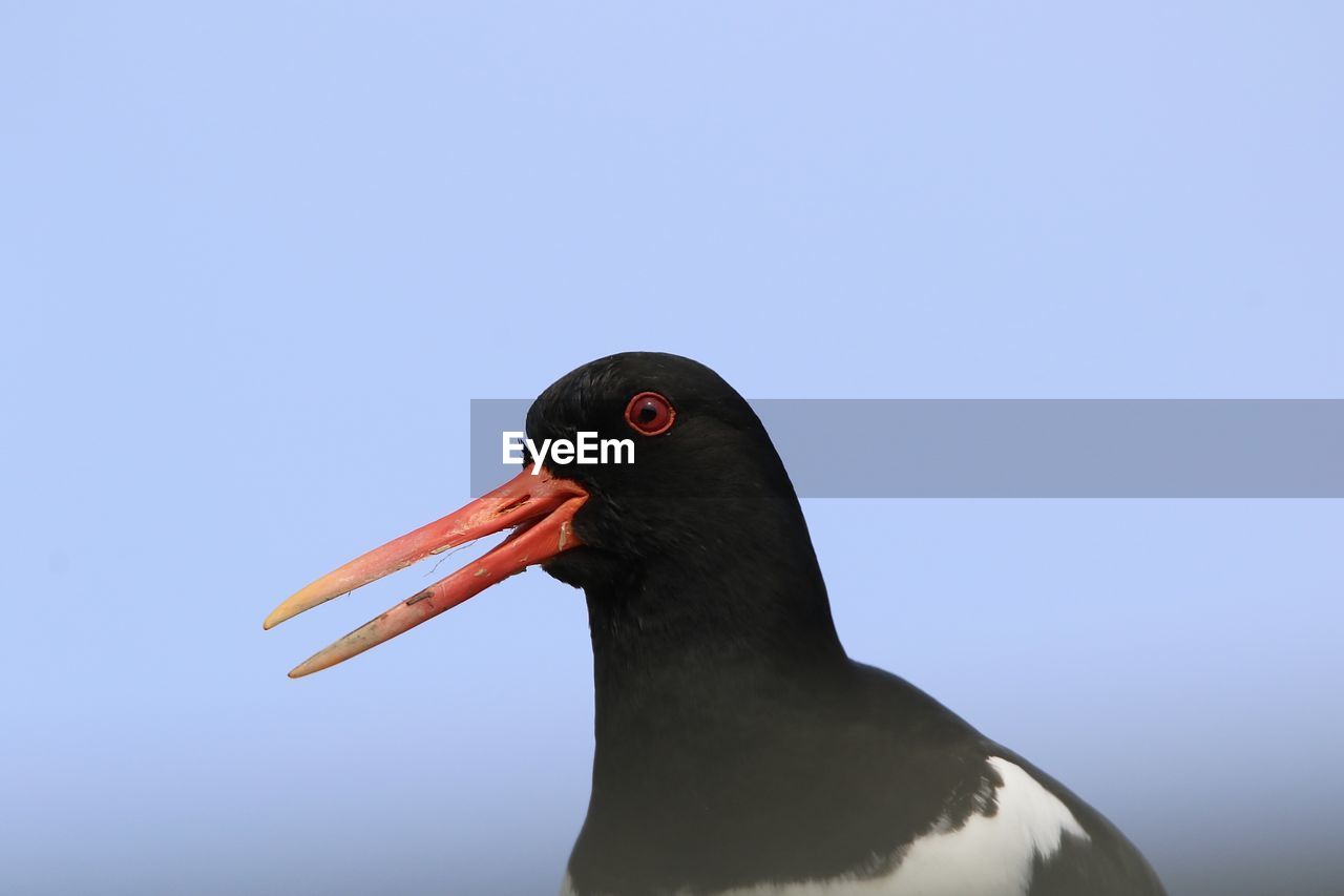 Close-up of a oystercatcher calling 