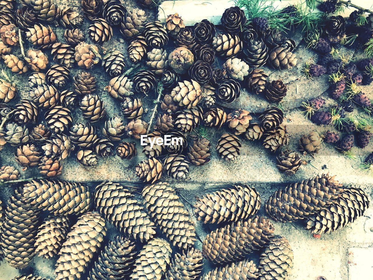 High angle view of pine cones on steps