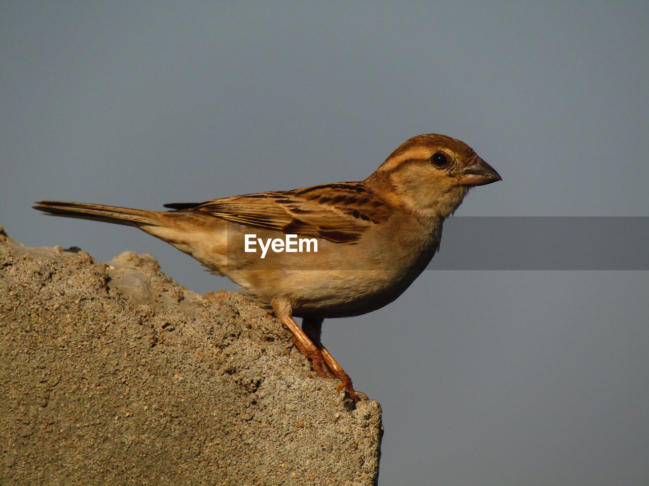 Close-up of sparrow bird on rock against sky