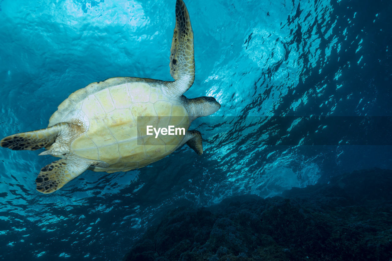 Green sea turtle swimming in hachijojima