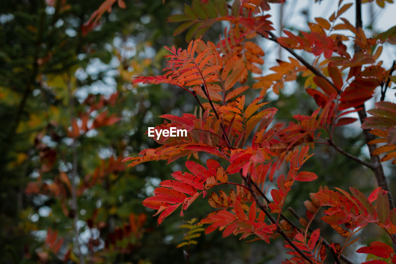 Autumn leaves colored in beautiful colors like in indian summer