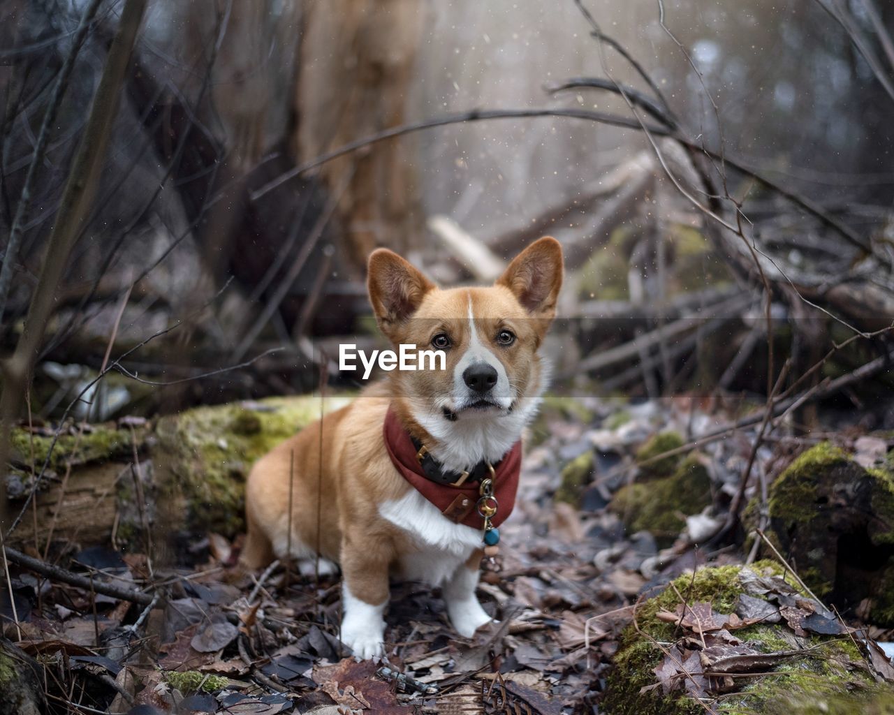 PORTRAIT OF DOG STANDING ON FIELD