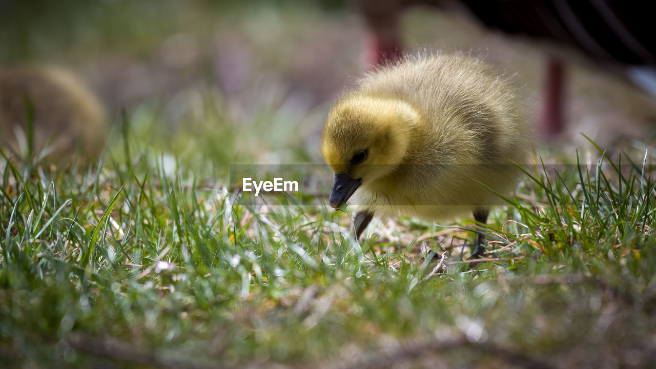animal themes, bird, animal, nature, wildlife, duck, animal wildlife, beak, young animal, ducks, geese and swans, grass, young bird, water bird, one animal, plant, no people, selective focus, close-up, gosling, outdoors, goose, day, duckling, yellow, flower