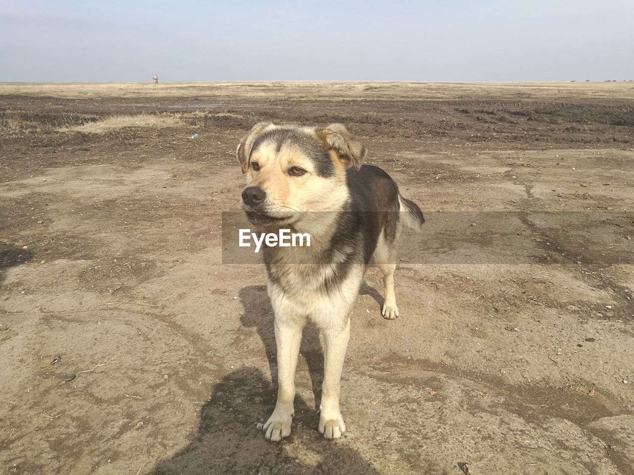 DOG STANDING ON SAND AGAINST SKY