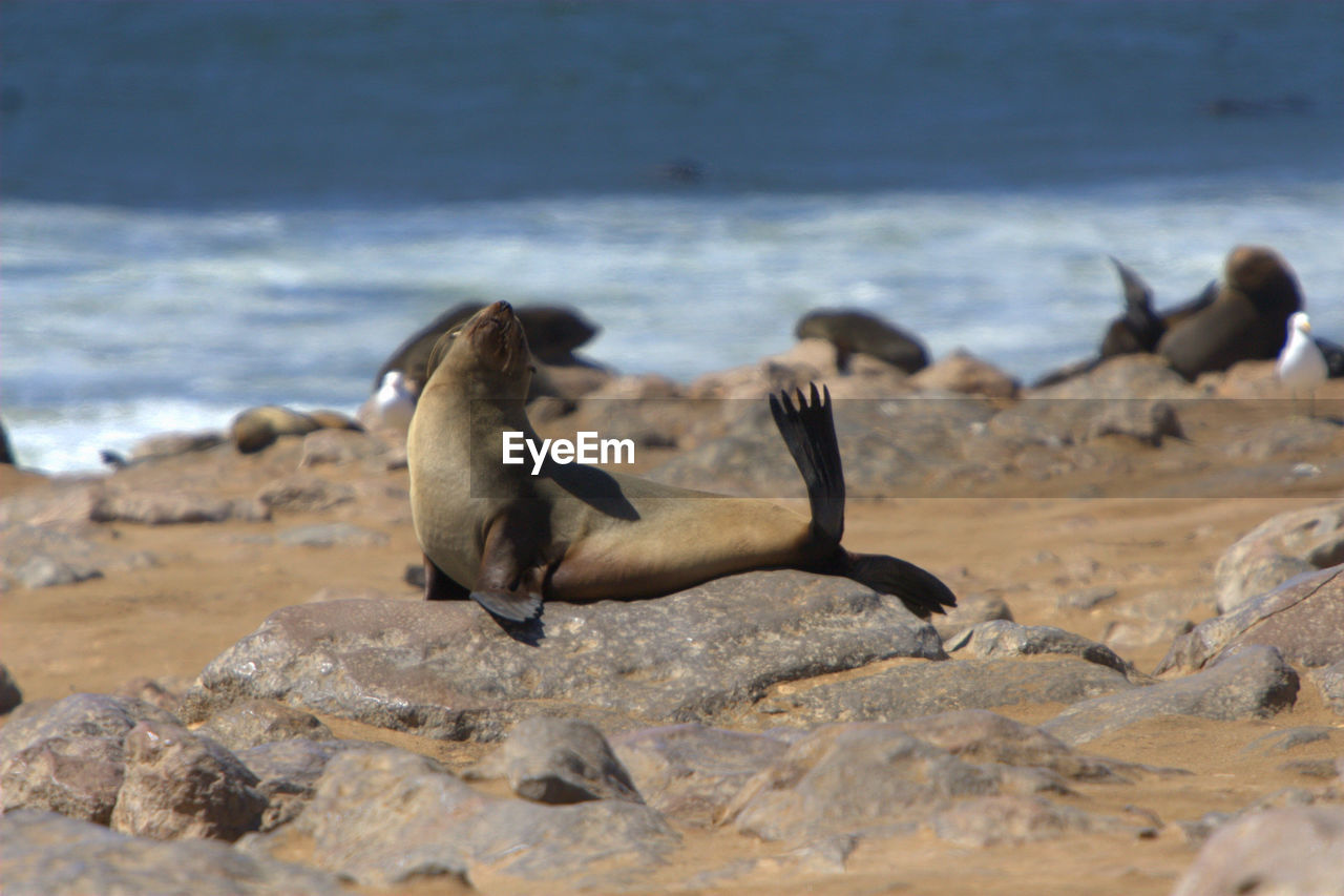 Seals resting on rock at shore