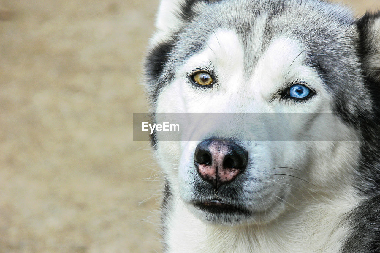 Close-up portrait of husky dog