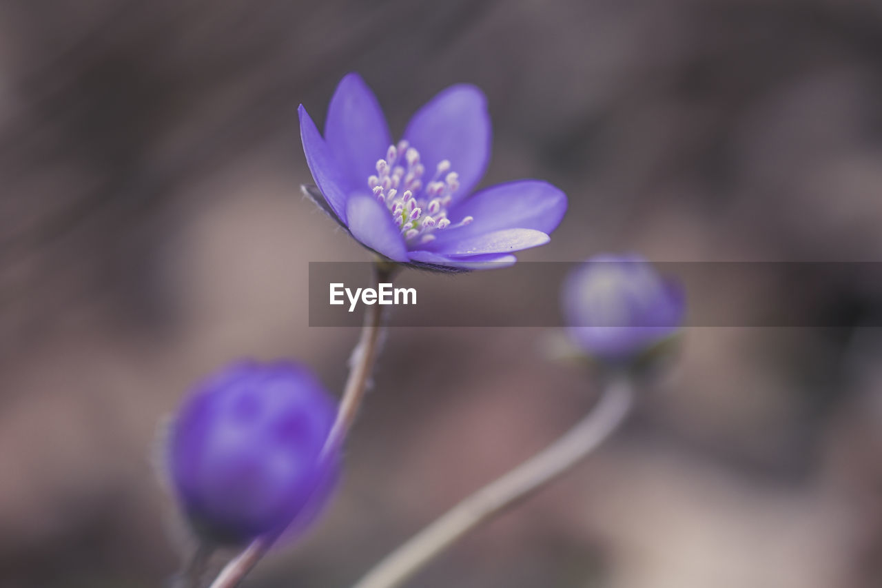 Close-up of purple crocus flowers