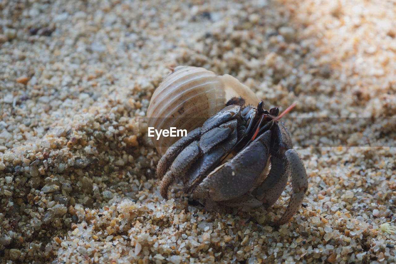 Close-up of shell on beach