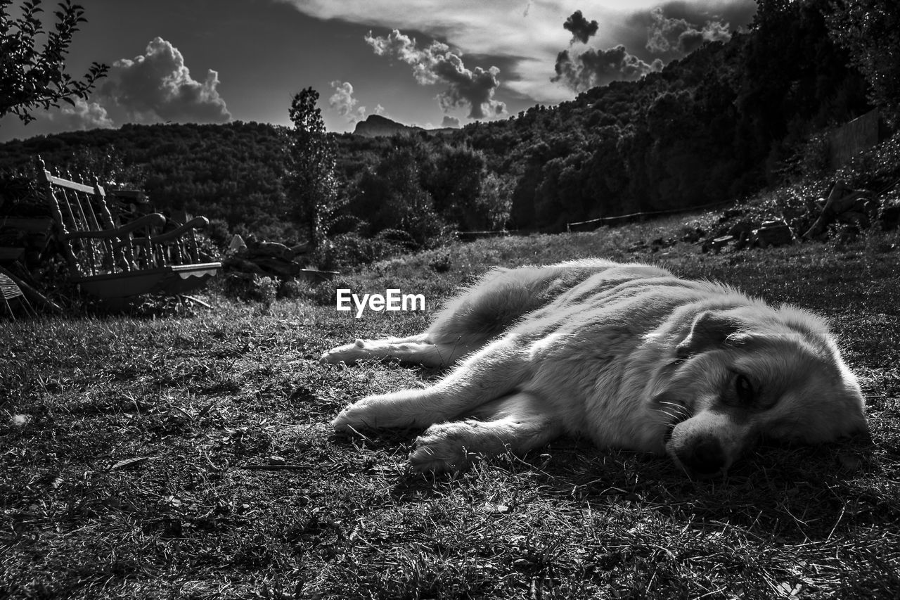 VIEW OF AN ANIMAL ON LAND