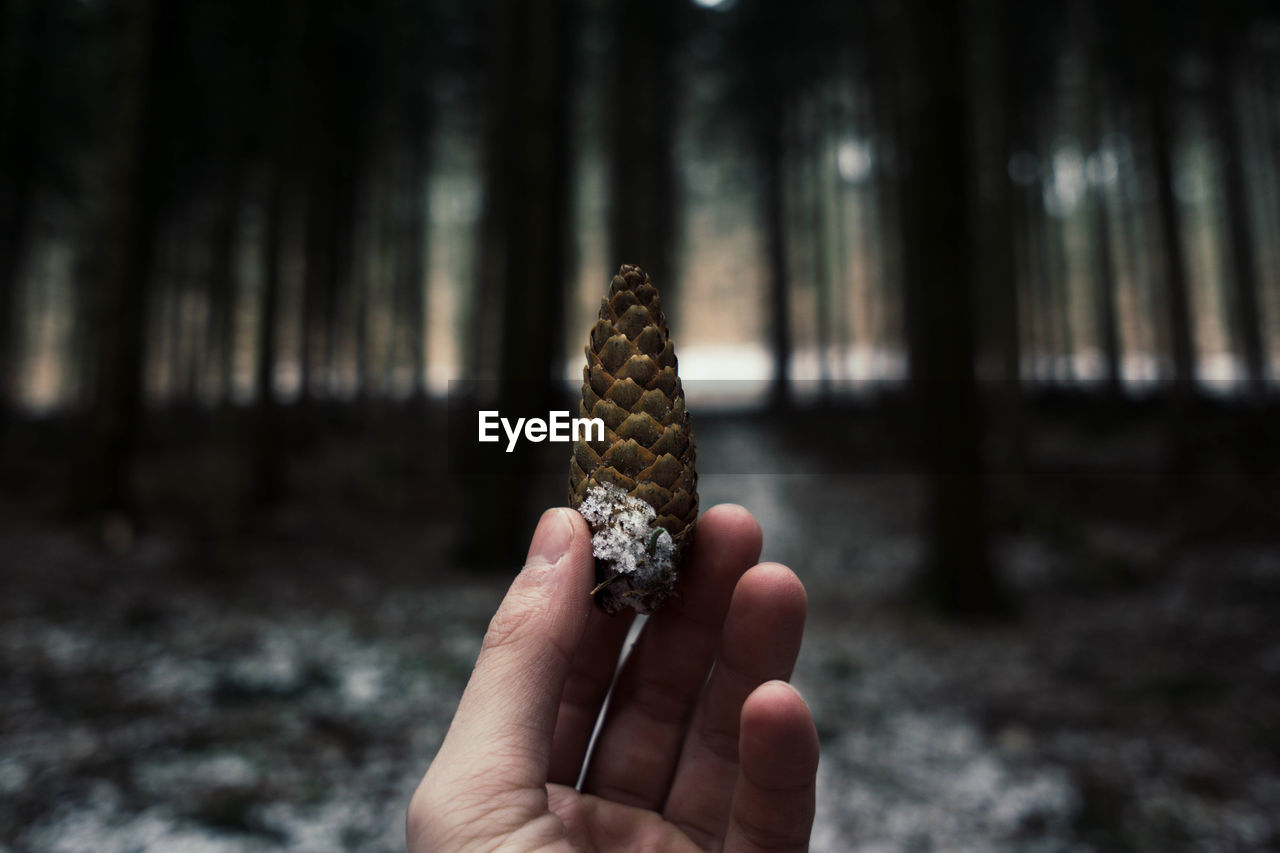 Cropped hand holding pine cone in forest during winter