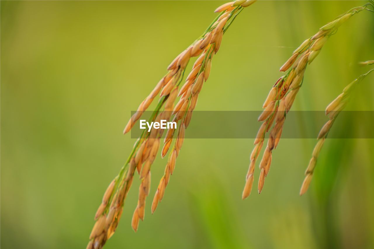 CLOSE-UP OF STALKS IN FIELD