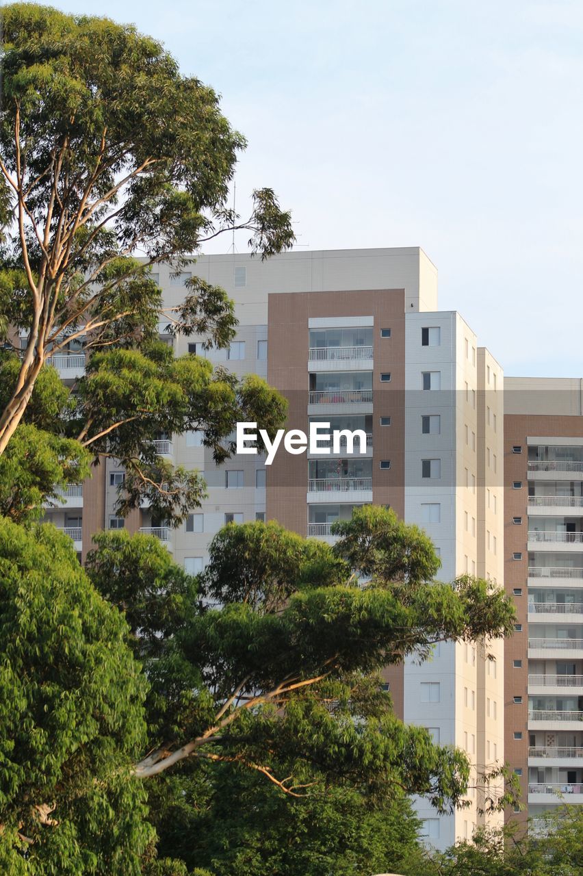 Low angle view of tree and buildings against sky