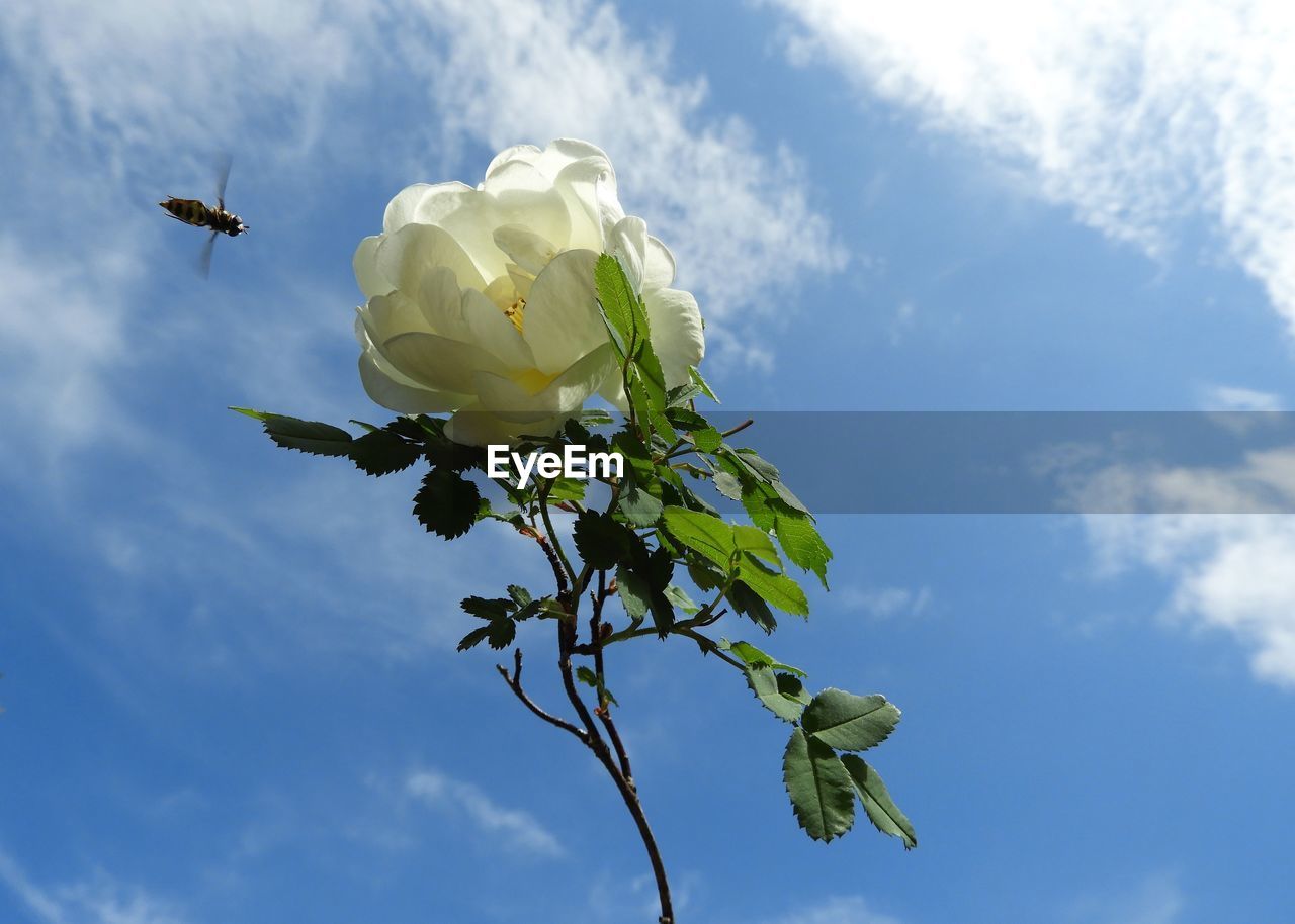 LOW ANGLE VIEW OF WHITE FLOWERING PLANT