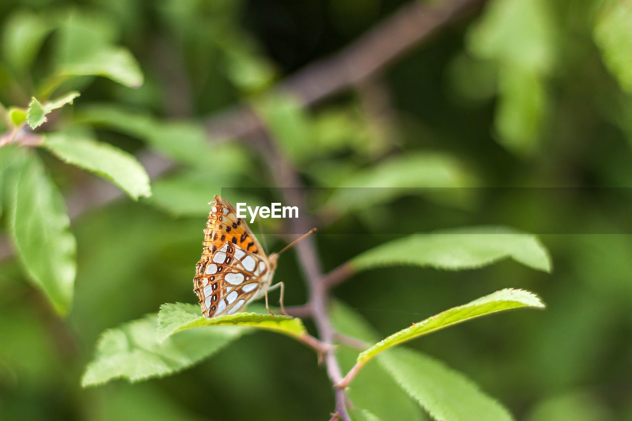 Close-up of butterfly on leaf