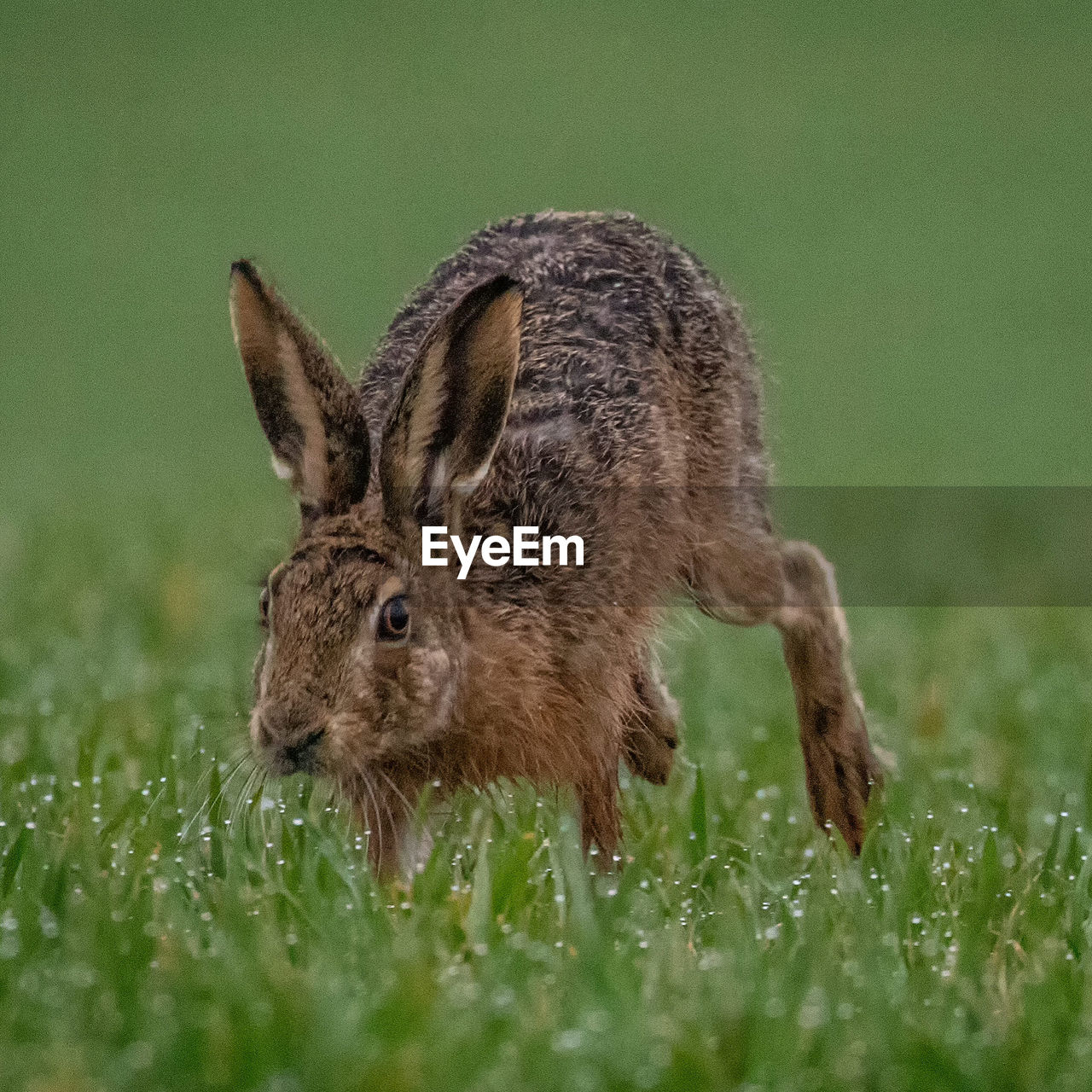 GIRAFFE ON FIELD