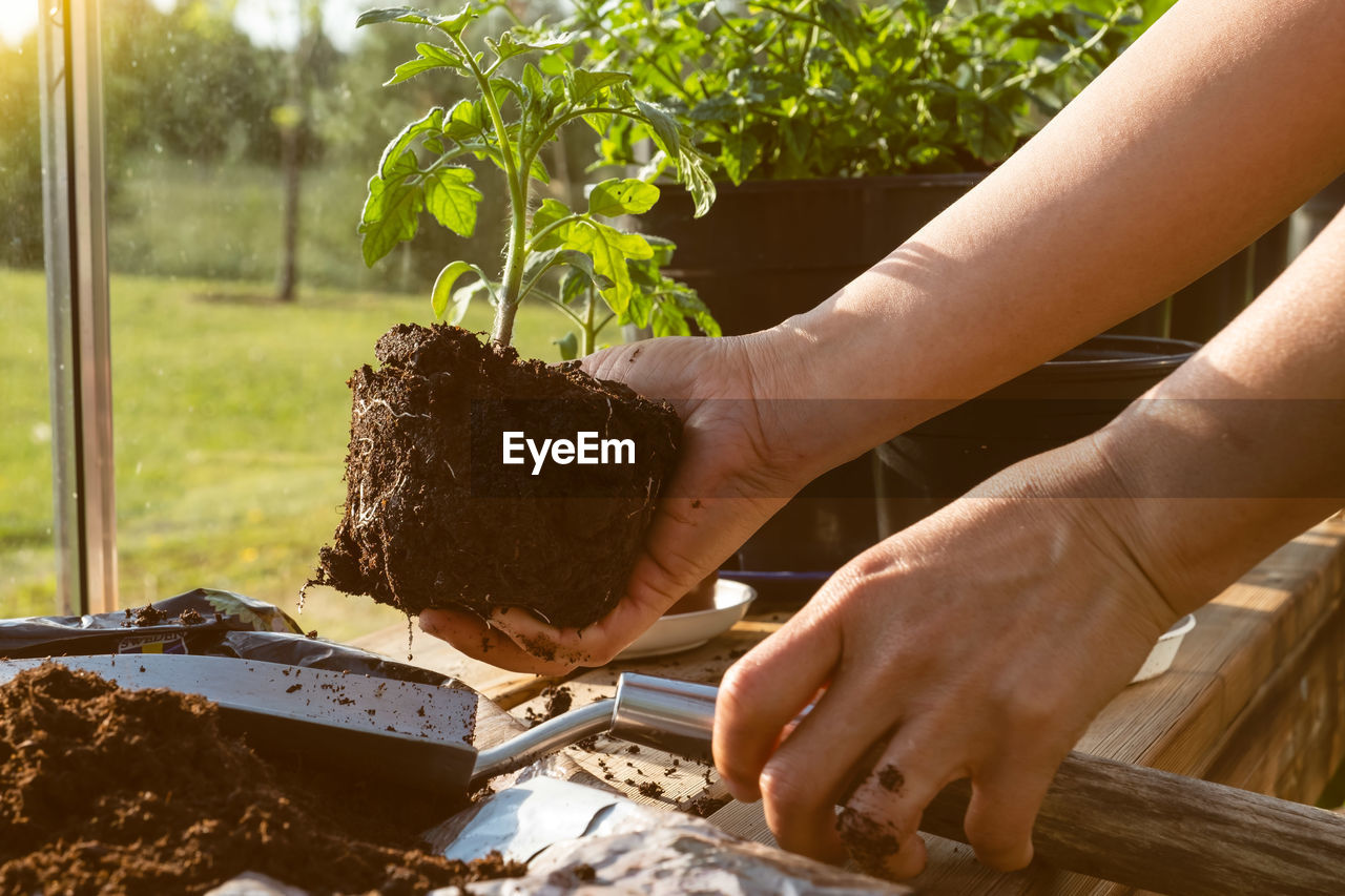 Midsection of woman holding wood against plants