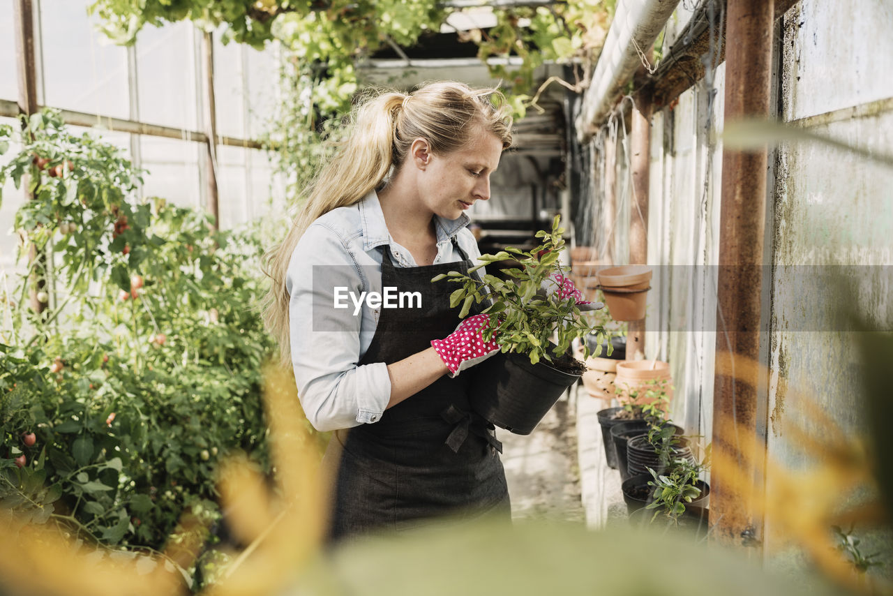 Female gardener examining leaves of plant in greenhouse