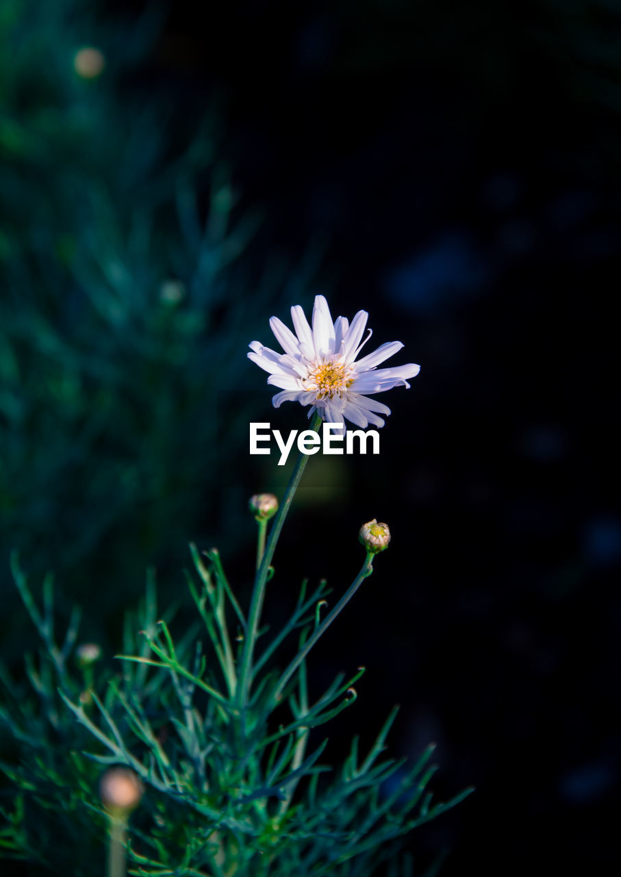 Close-up of white flowering plant on field