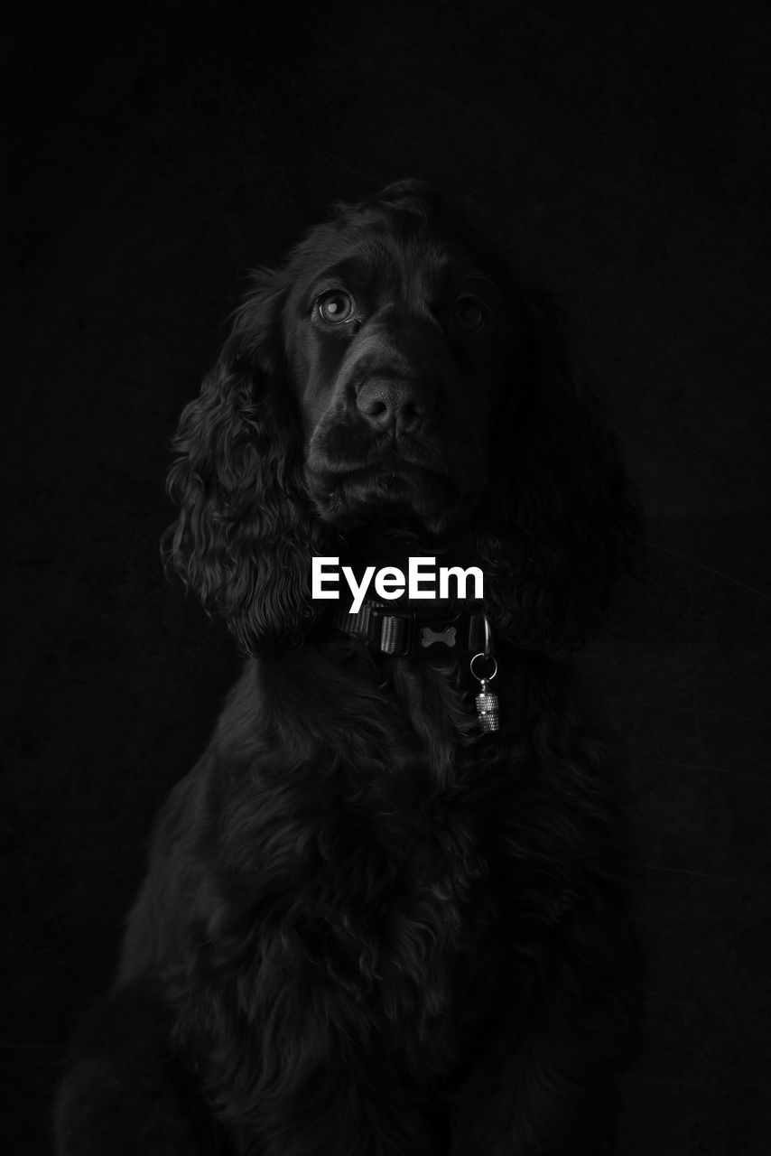 CLOSE-UP PORTRAIT OF DOG AGAINST BLACK BACKGROUND