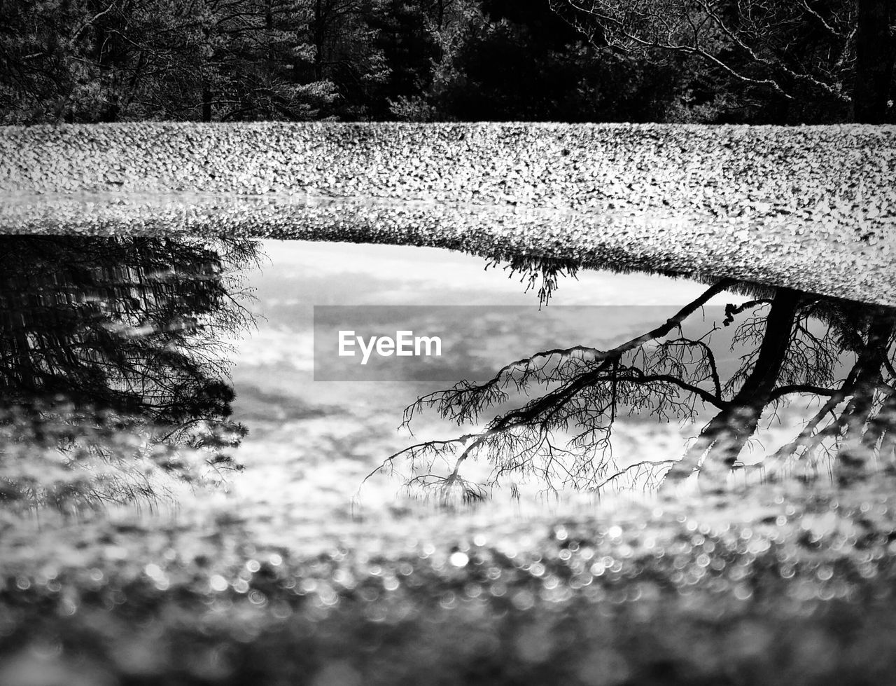 Reflection of trees in puddle