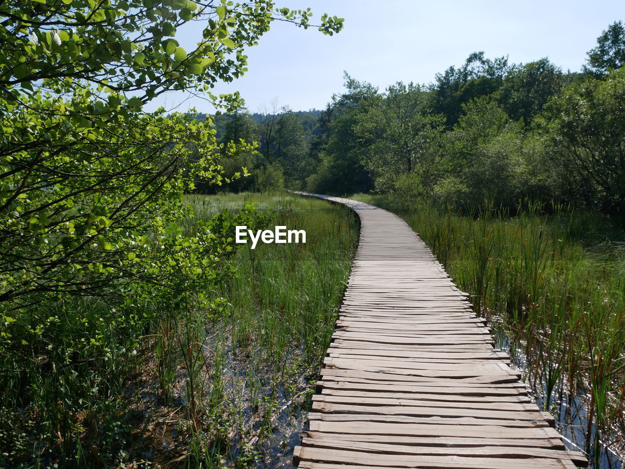 Boardwalk amidst trees in forest