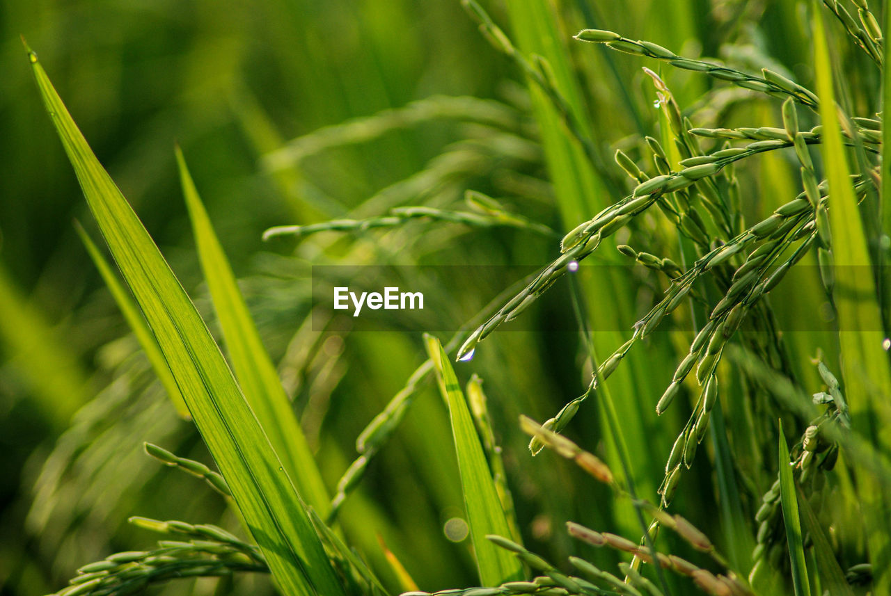 Rice  is a cultivated plant, that is a symbol of fertility, well-being