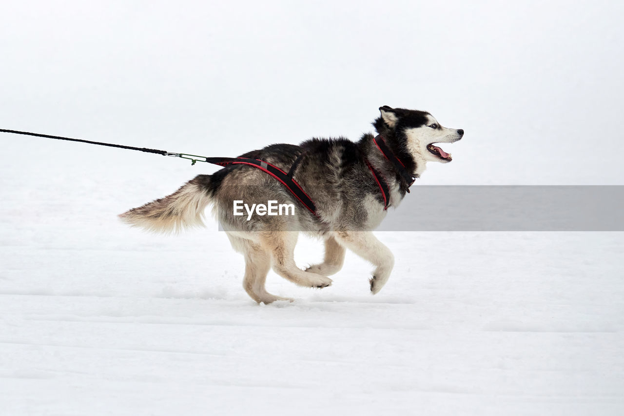 DOG STANDING IN SNOW