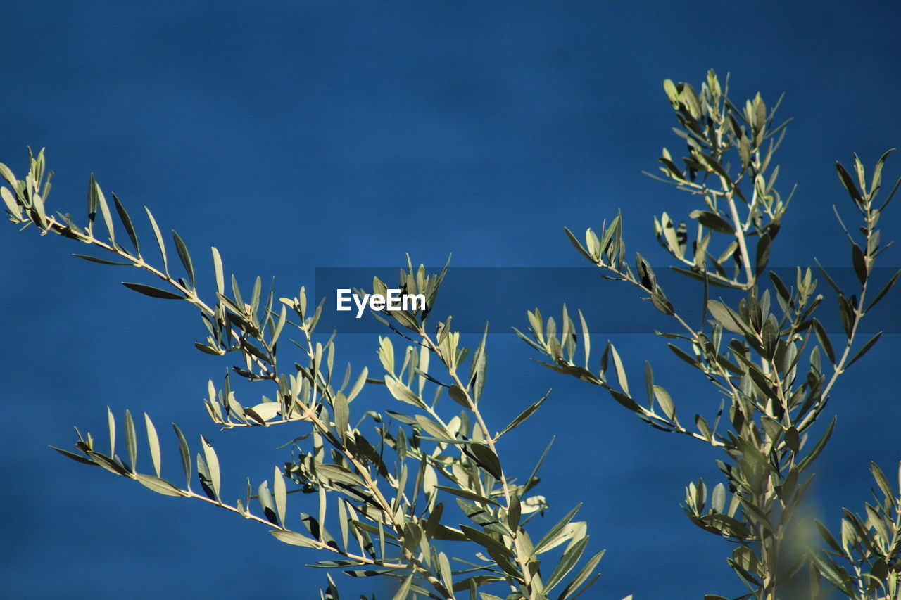 CLOSE-UP OF PLANTS AGAINST BLUE SKY