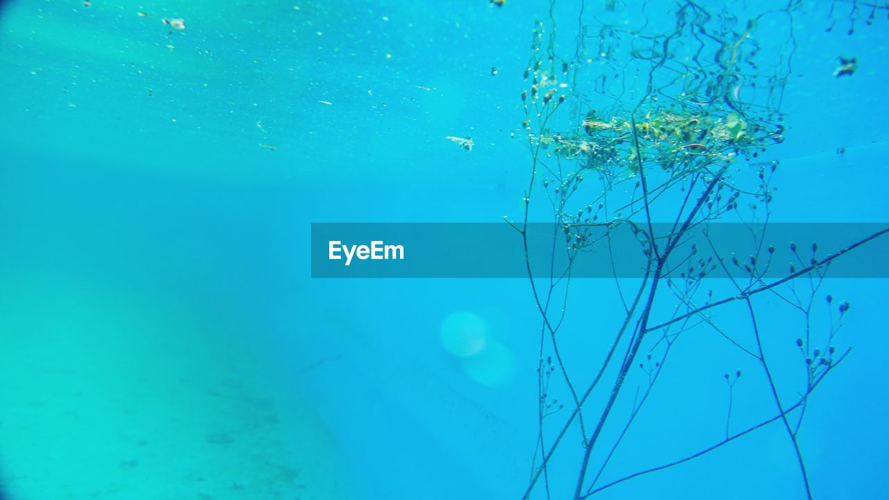 CLOSE-UP OF JELLYFISH IN WATER