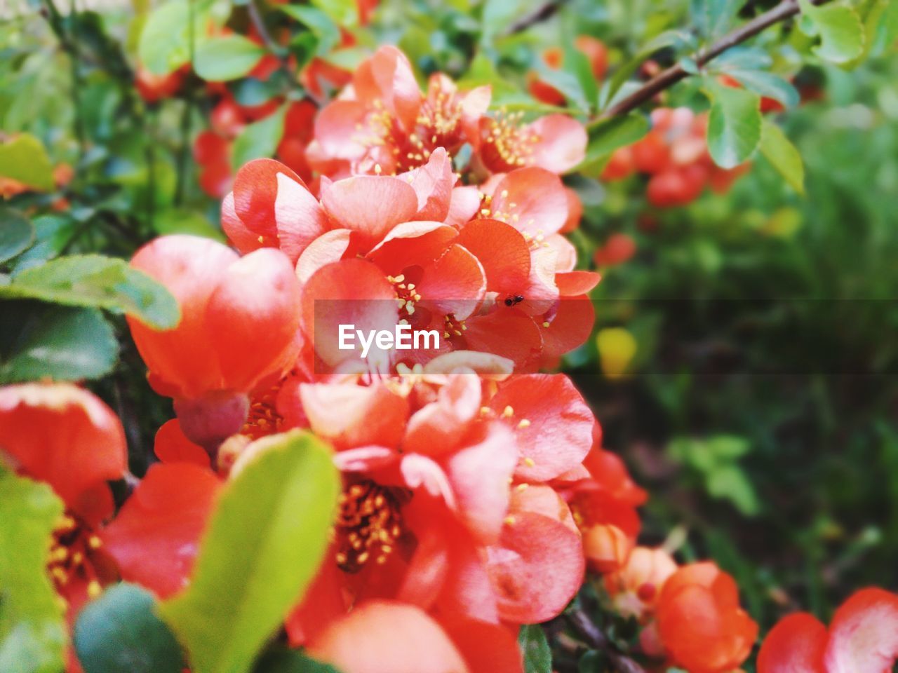 CLOSE-UP OF RED FLOWERS BLOOMING