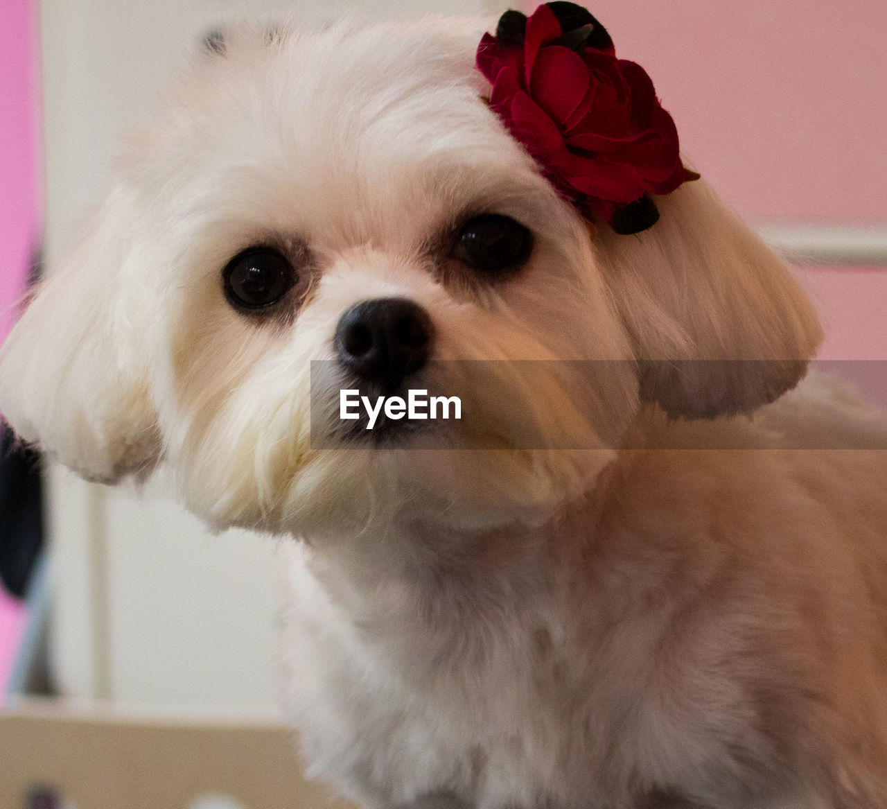 Close-up portrait of white dog with red rose