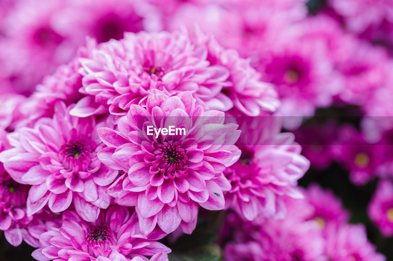 CLOSE-UP OF PINK AND PURPLE DAHLIA FLOWERS