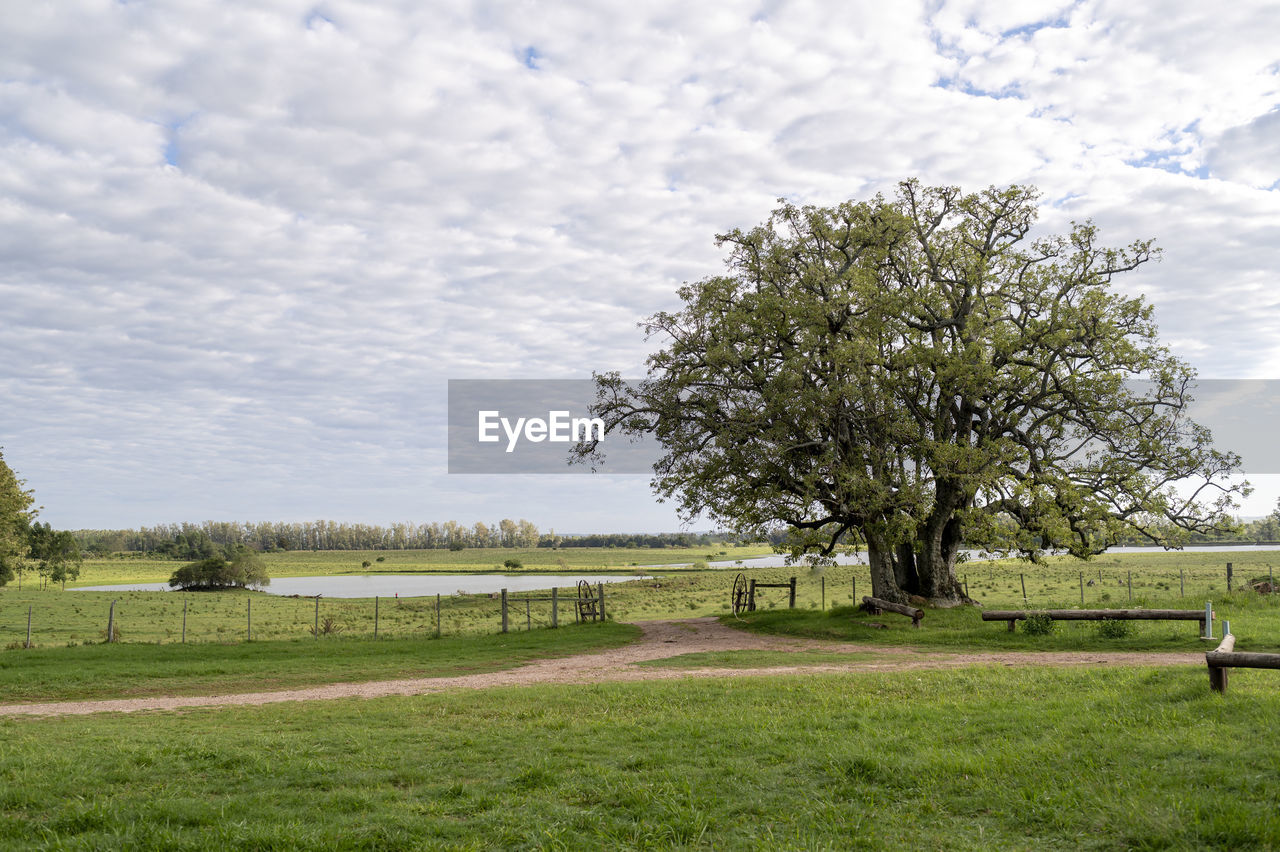 plant, tree, grass, sky, cloud, landscape, nature, meadow, field, environment, rural area, pasture, beauty in nature, land, green, tranquility, day, scenics - nature, no people, tranquil scene, growth, flower, outdoors, hill, rural scene, plain, farm, non-urban scene, agriculture