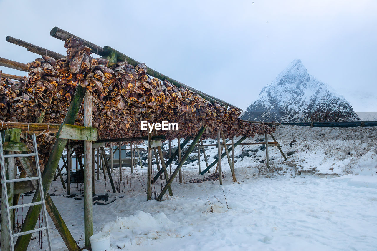 Lofoten islands is an archipelago in the county of nordland, norway