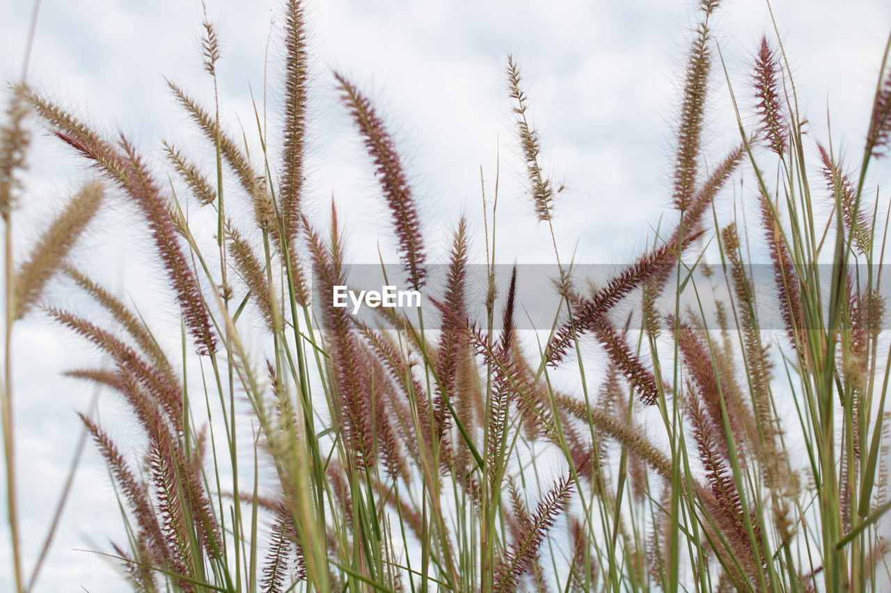 Close-up of wheat growing on field