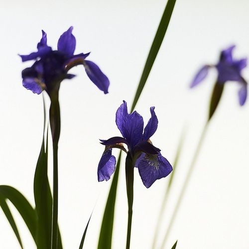 CLOSE-UP OF PURPLE FLOWERS BLOOMING