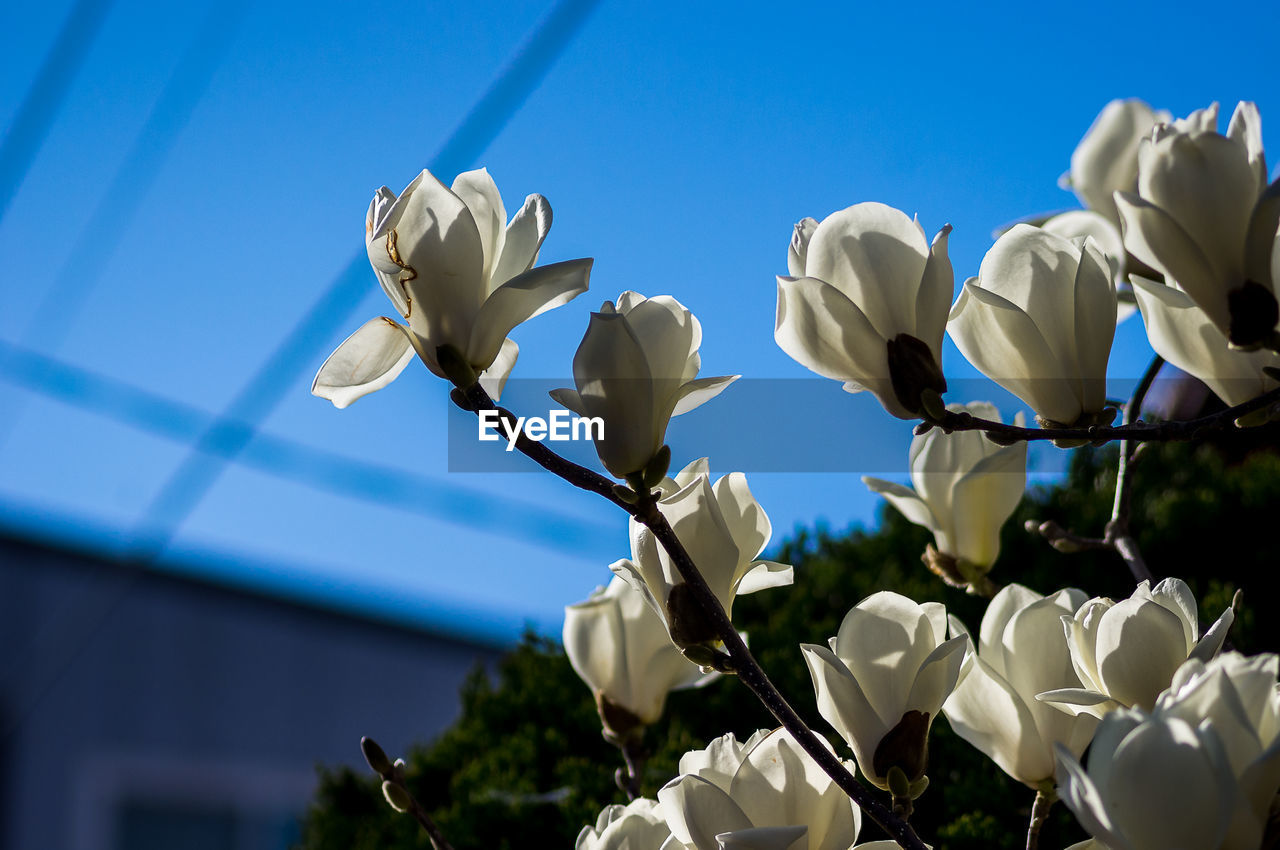 Low angle view of white flowering plants against blue sky