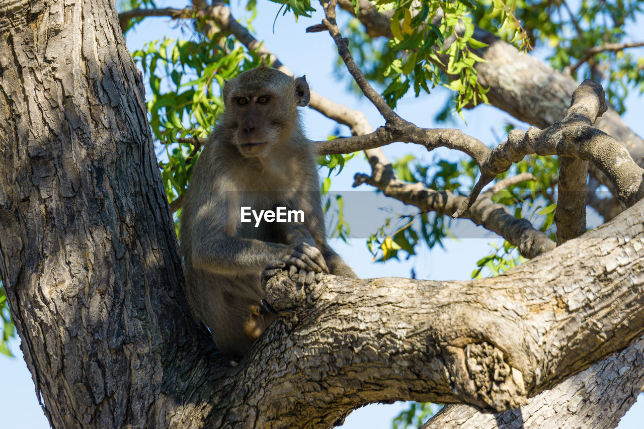 LOW ANGLE VIEW OF MONKEY ON TREE