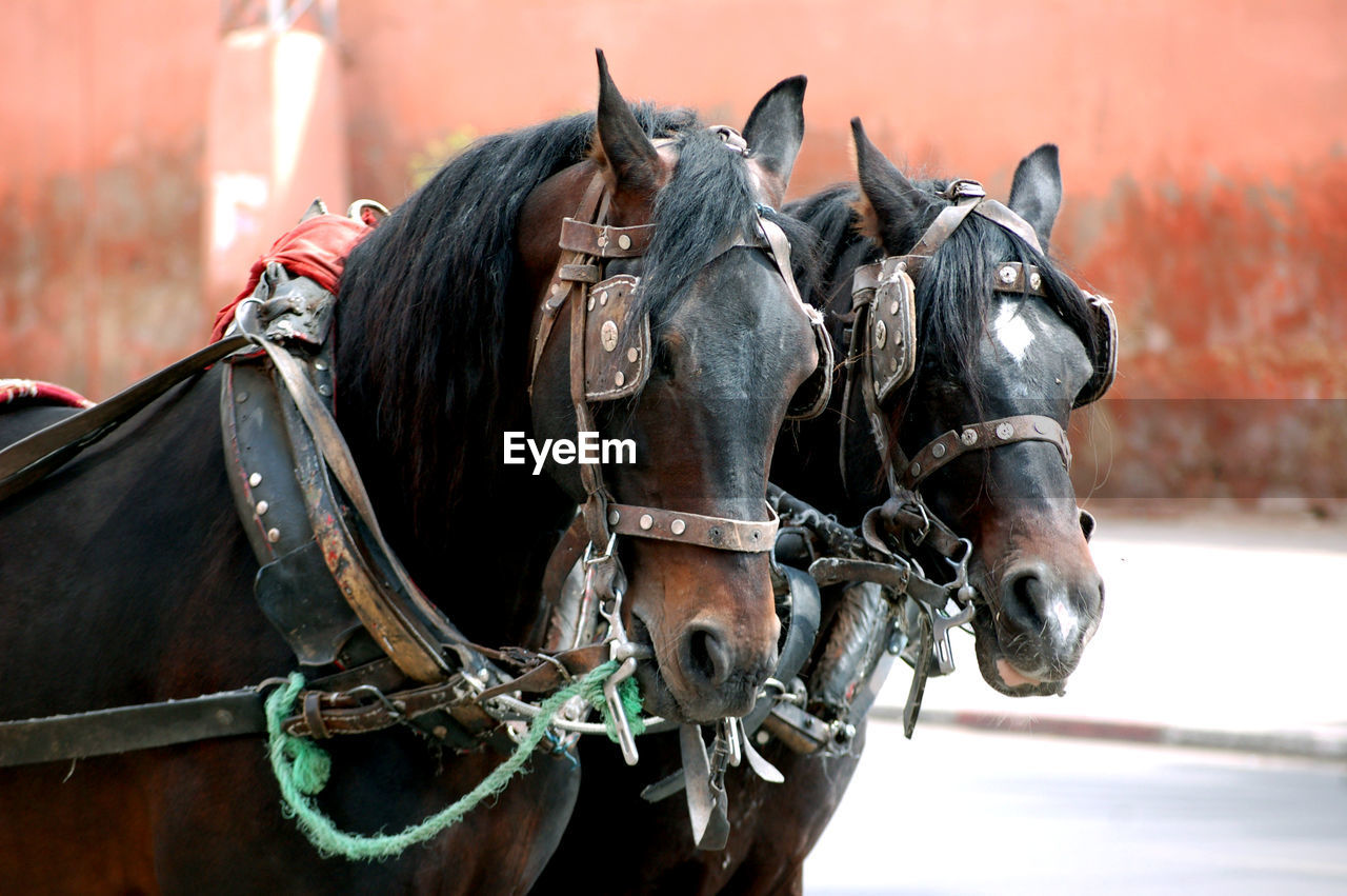 Working horses waiting for customers in marrakesh.